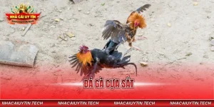 Đá gà cựa sắt