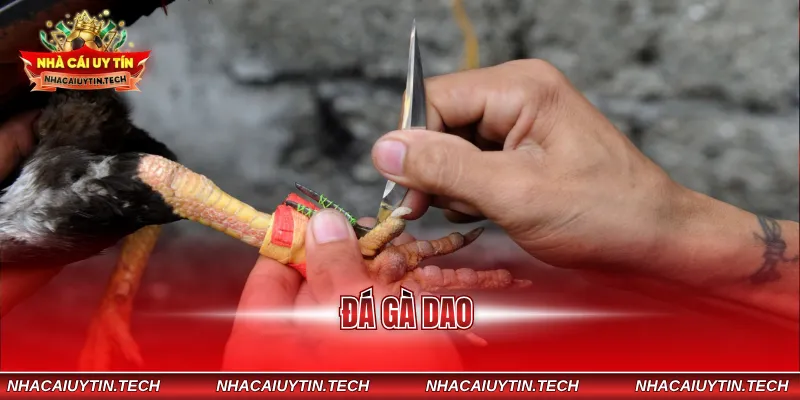 đá gà dao