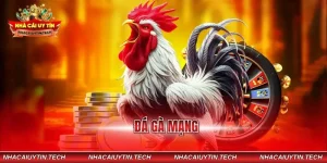 đá gà mạng
