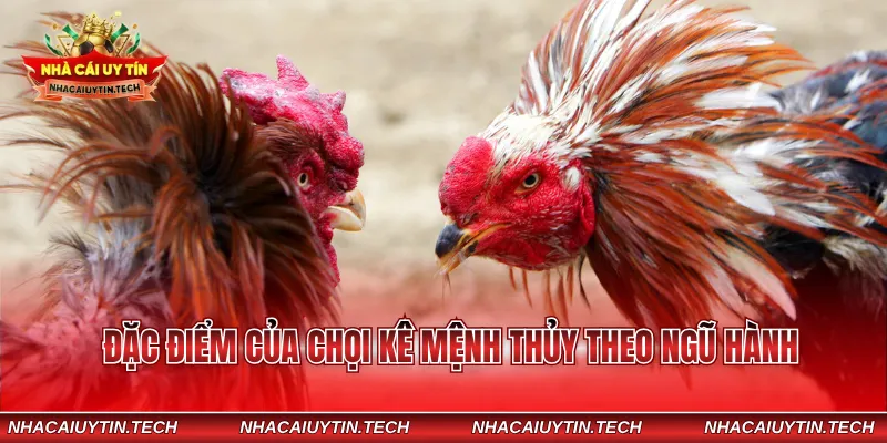 Đặc điểm của chọi kê mệnh Thủy theo ngũ hành