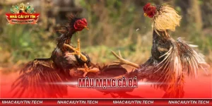 màu mạng gà đá