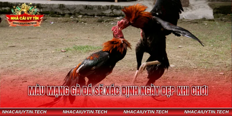 Màu mạng gà đá sẽ xác định ngày đẹp khi chơi