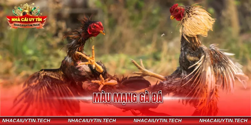 màu mạng gà đá
