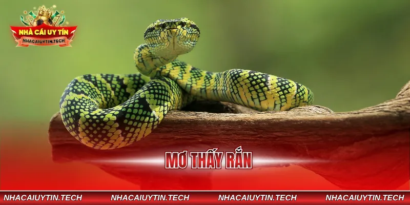 mơ thấy rắn
