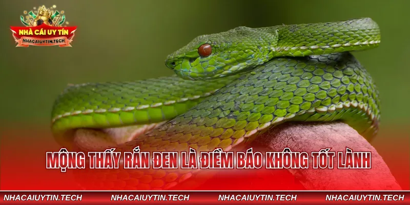 Mộng thấy rắn đen là điềm báo không tốt lành