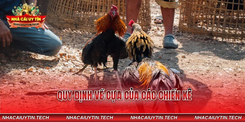 Quy định về cựa của các chiến kê
