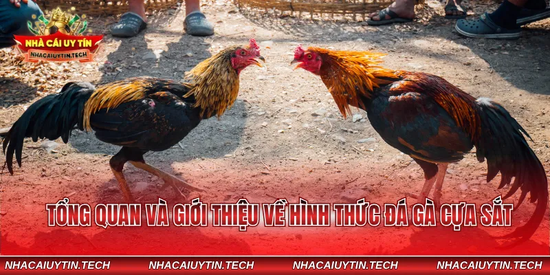 Tổng quan và giới thiệu về hình thức đá gà cựa sắt